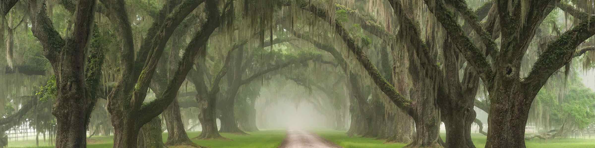 Live oak avenue at a plantation near Charleston, SC.