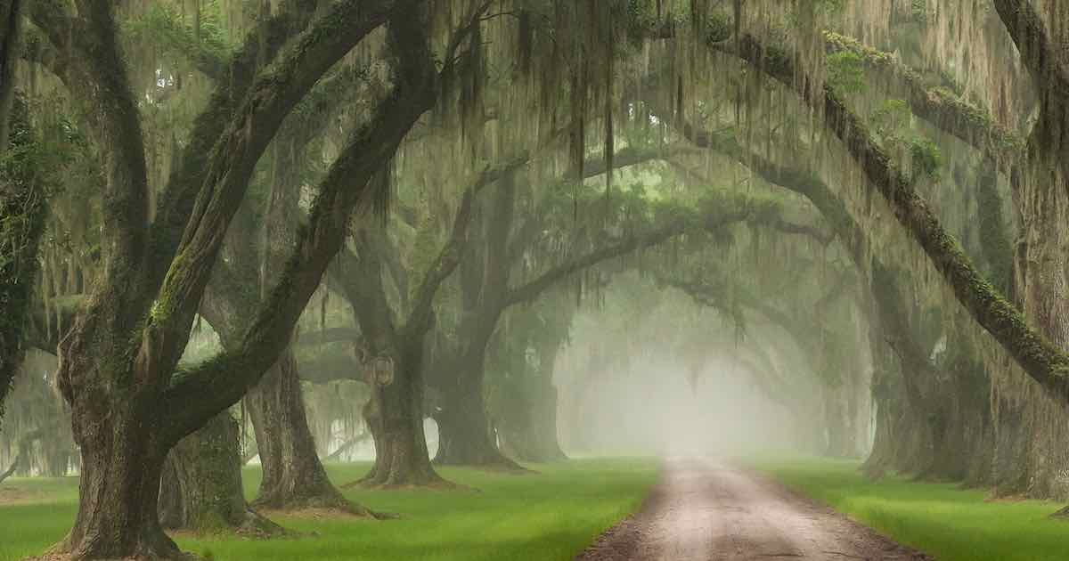 Plantation Excursions In And Near Charleston, SC