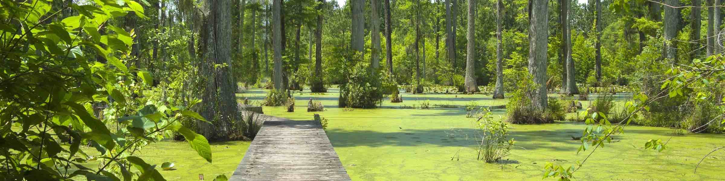 Boardwalk through a cypress swamp near Charleston, SC.