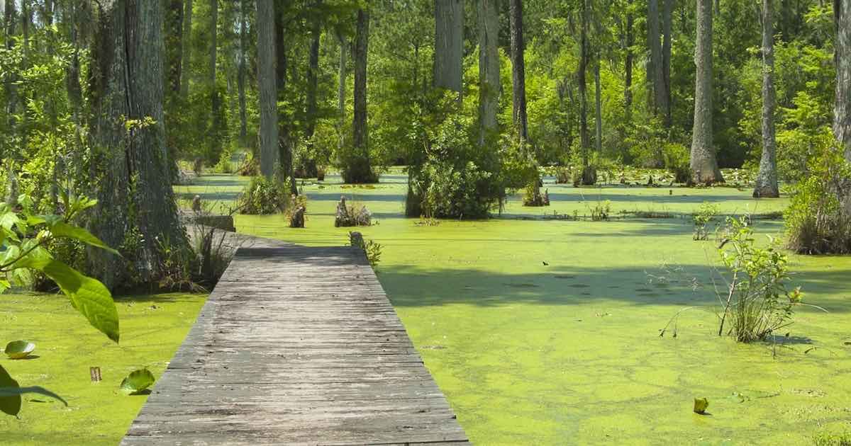 Things to Do Near Charleston SC