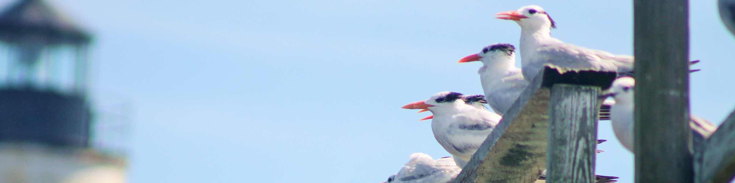 A row of seabirds perched on a wooden jetty near Georgetown, SC, with the North Island Lighthouse in the background.