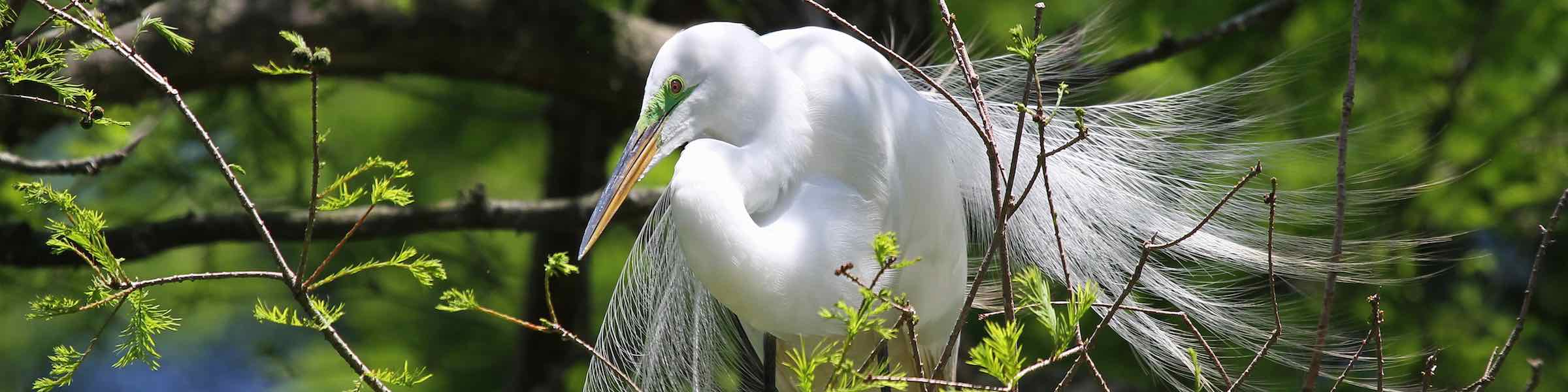 A great egret perched in a tree near Myrtle Beach, SC.