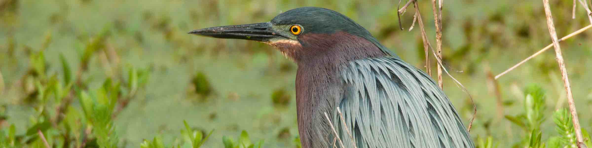 Close up of the head and upper body of a green heron.