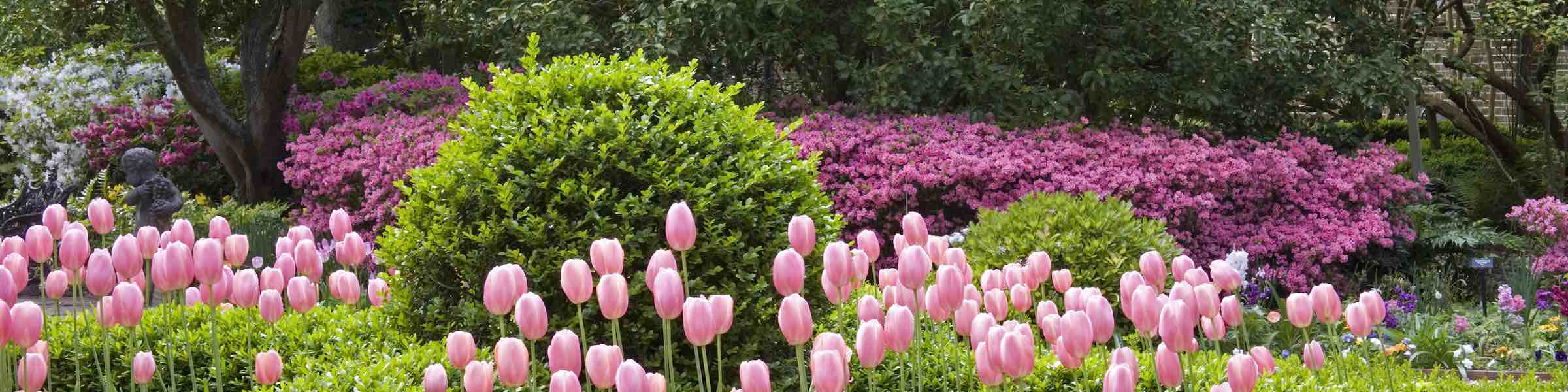 Pink tulips and other plantings in the garden at the Nathaniel-Russell House, Charleston, SC.