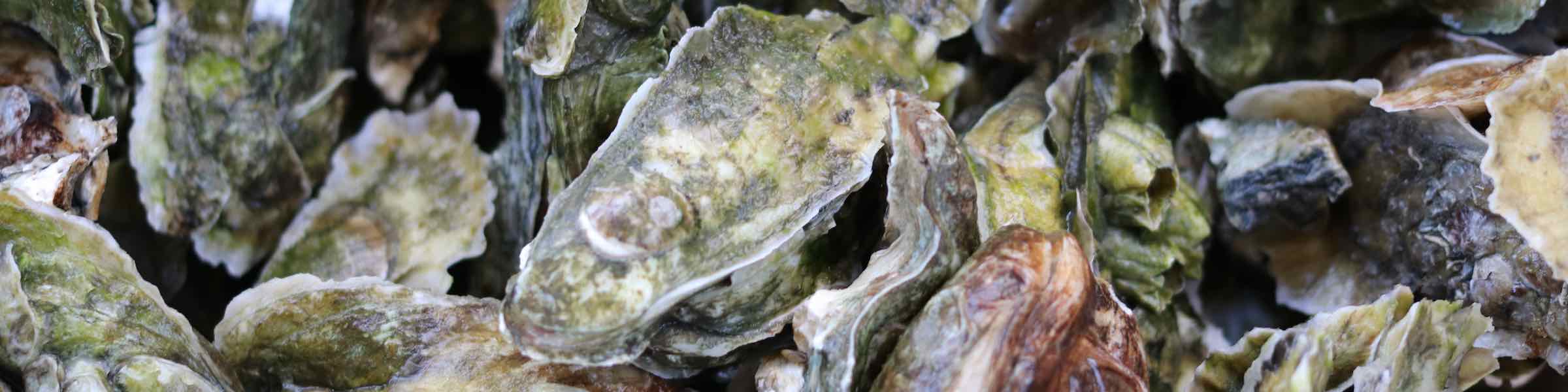 Close up view of raw oysters in their shells.